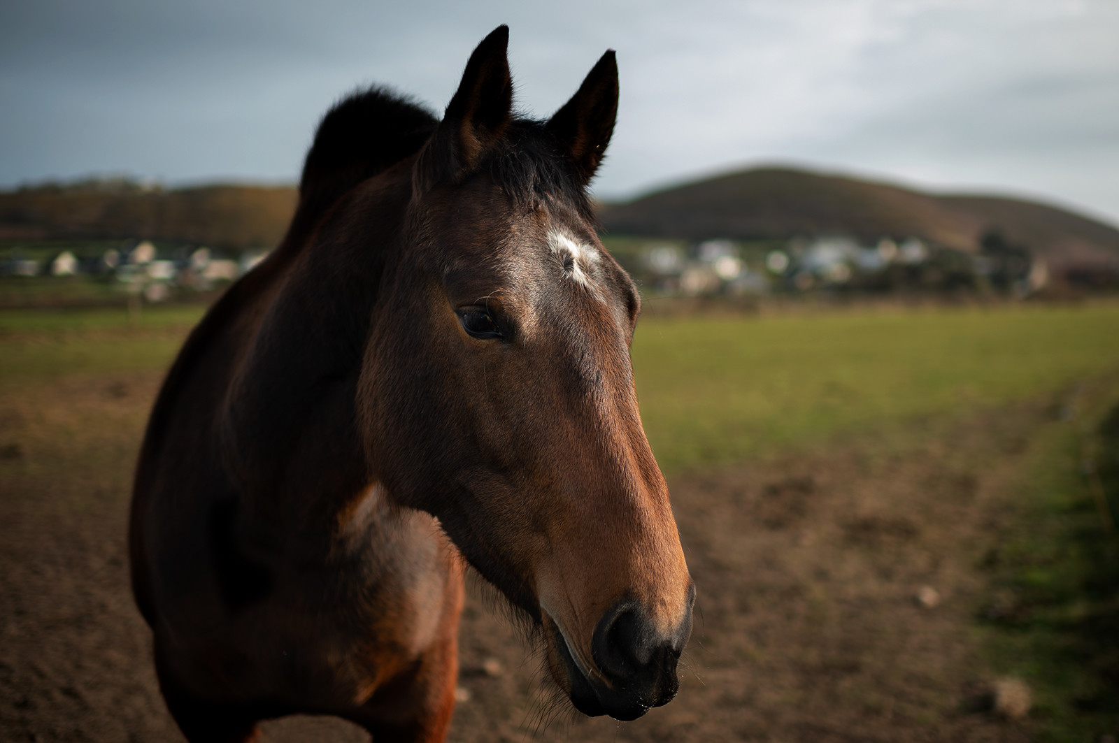 La Presqu'île du Cotentin