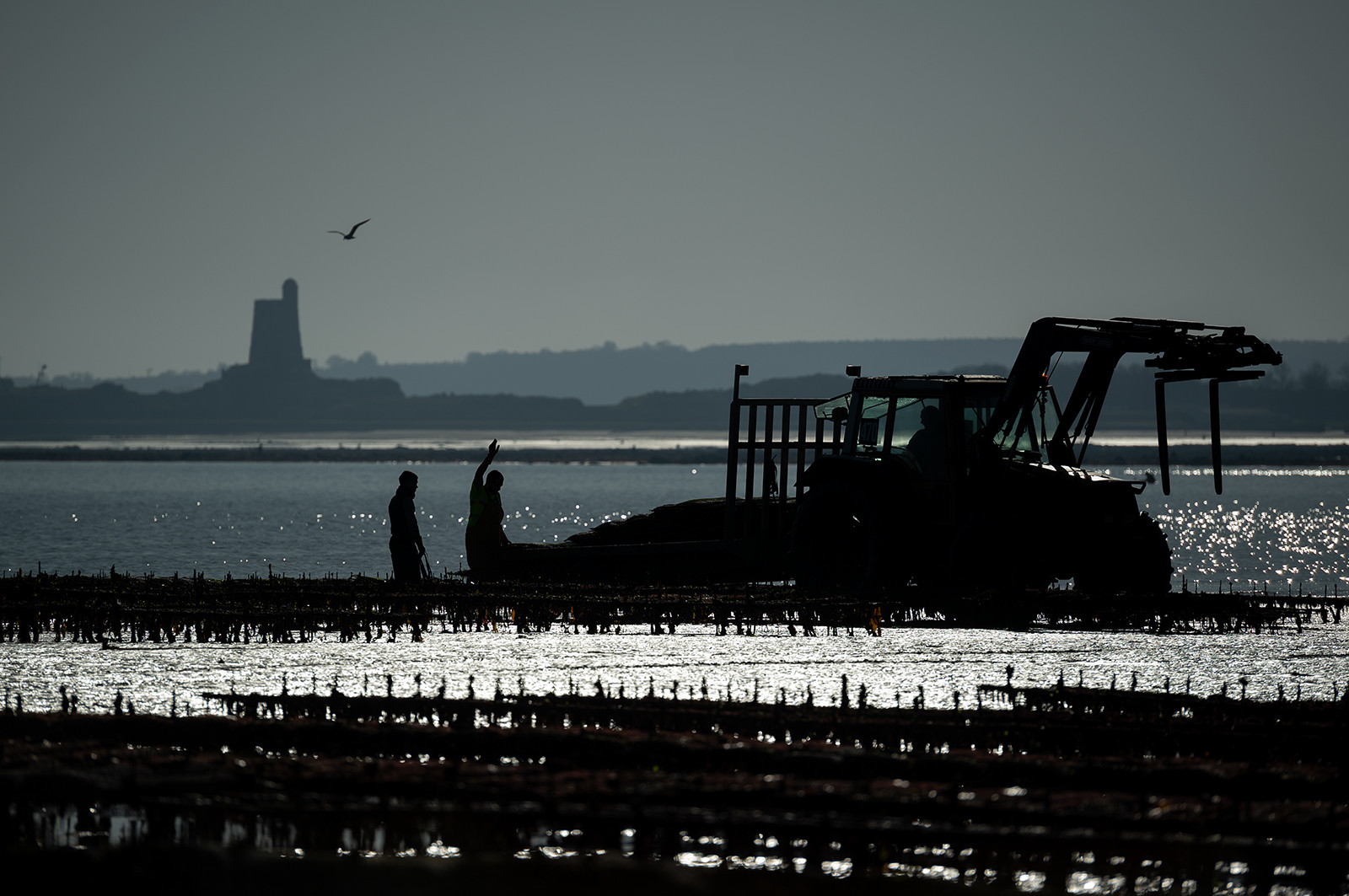 Les parcs à huîtres de Saint-Vaast-la-Hougue (Cotentin)