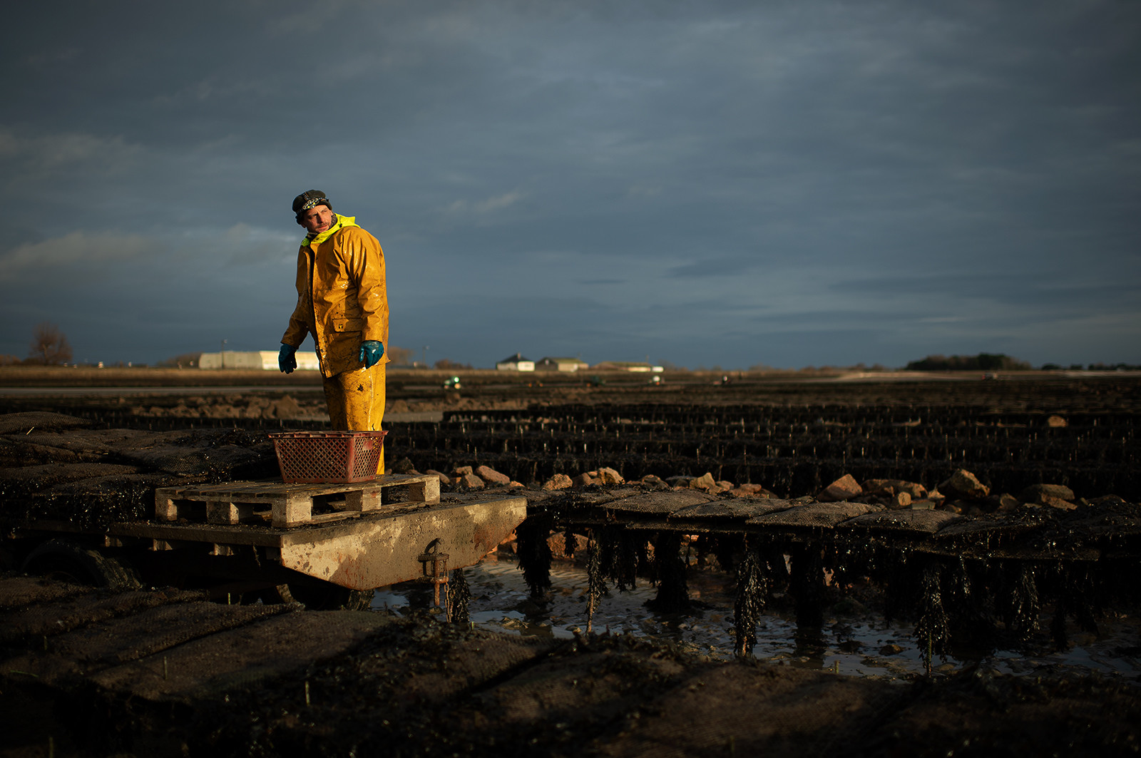 Les parcs à huîtres de Saint-Vaast-la-Hougue (Cotentin)