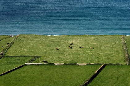 Le village de Vauville fait partie des sites classés de la Hague, Cap Cotentin. Les Pierres Pouquelées, galerie néolithique, sont un témoignage de l'Antiquité.La mare de Vauville est une réserve naturelle. Créée en 1976 c'est l'une des 135 réserves naturelles de France. Géré par le Groupe Ornithologique Normand depuis 1983, c'est un marais d'eau douce protégé de la mer par un étroit cordon dunaire. La mare de Vauville fait 62 ha, il y a plus de 150 espèces d'oiseaux ainsi que de 350 plantes et 16 espèces de batraciens.Un édifice autrefois religieux domine le village. C'est le prieuré de Vauville construit dans les landes, sur le haut d'une colline.Créé par Eric et Nicole Pellerin en 1947, l'exceptionnel jardin botanique du château de Vauville occupe plus de 40 000 m2. Abritant plus de 1000 espèces de l'hémisphère austral, le jardin entoure le château de Vauville dans une ambiance subtropicale tout à fait surprenante.