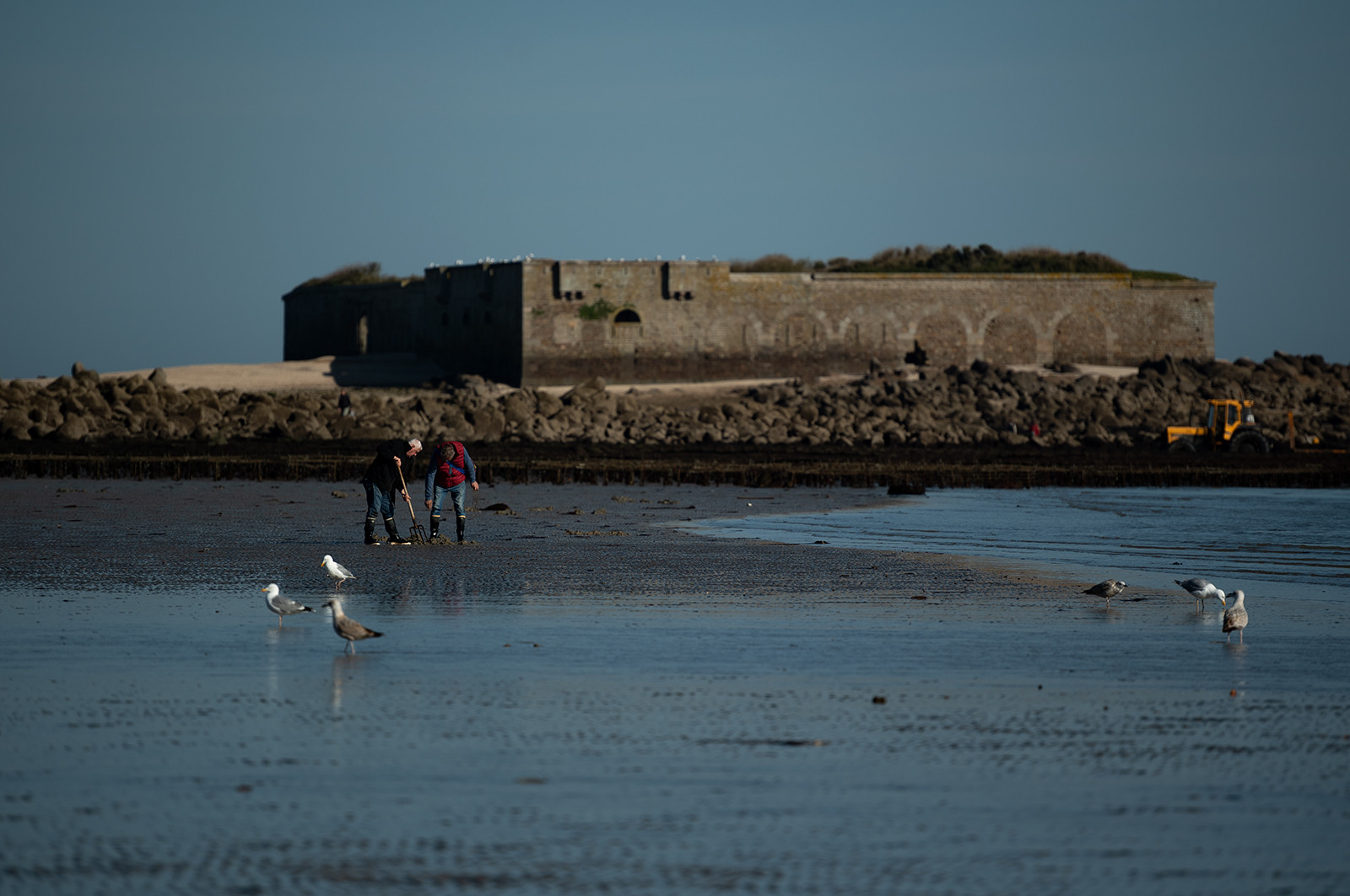Les parcs à huîtres de Saint-Vaast-la-Hougue (Cotentin)
