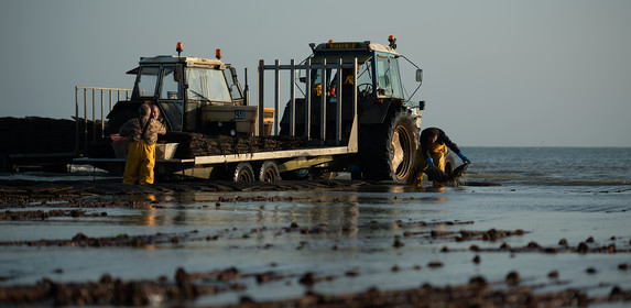 Les parcs à huîtres de Saint-Vaast-la-Hougue (Cotentin)
