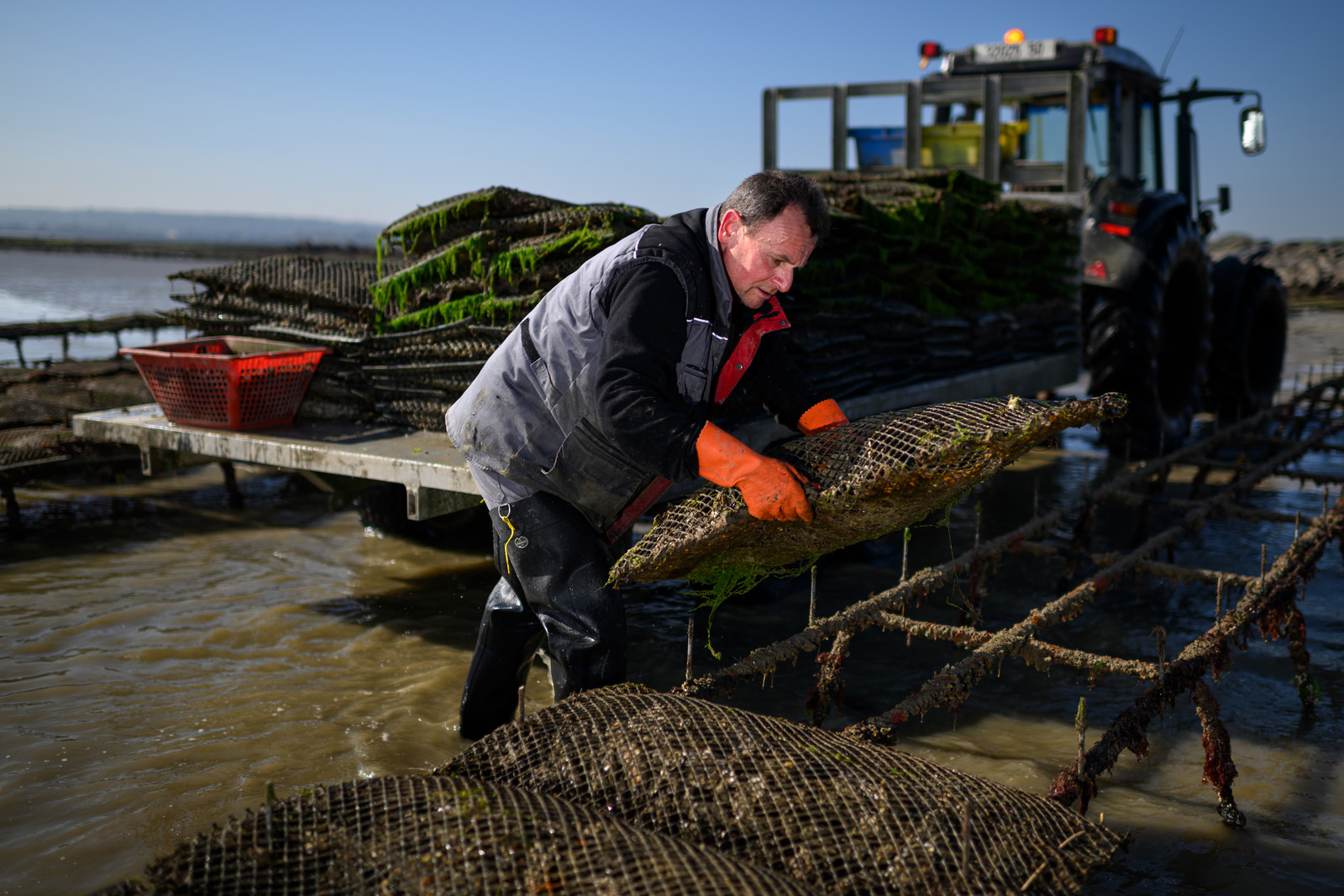 Les huîtres de Saint-Vaast-la-Hougue (Cotentin)