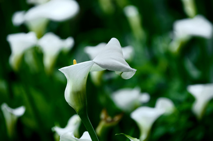 En hommage au poète, ses amis dont Gérard Fusberti, propriétaire du terrain et gardien du temple, décident de créer un jardin où chacun plantera son arbre ou laissera une de ses créations. Montand, Reggiani, Greco ou Mouloudji plantèrent chacun leur double végétal lors de la célébration du dixième anniversaire de la mort de Prévert, un eucalyptus aujourd'hui haut d'au moins 20 mètres pour Mouloudji.Se balader dans ce jardin, c'est pénétrer dans l'univers du poète. Au milieu des arbres d'ornement, des bambous peints de rouge vif, des arbres fruitiers, des camélias, des azalées, des gunneras (que Prévert adorait) et des hortensias, des œuvres d'art se révèlent ça et là, tantôt un portrait, tantôt une sculpture ou une installation. Des arbres peints prennent vie, une main rouge semblant sortir de leur entrailles, le ruisseau qui coule en cascade murmure une douce poésie, que l'on retrouve en quelques phrases inscrites sur des plaques qui surgissent au milieu de cette jungle organisée. (Saint-Germain-des-Vaux Manche)