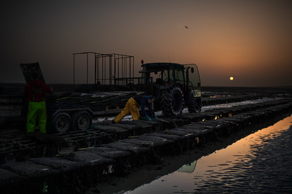 Les parcs à huîtres de Saint-Vaast-la-Hougue (Cotentin)