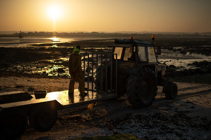 Les parcs à huîtres de Saint-Vaast-la-Hougue (Cotentin)