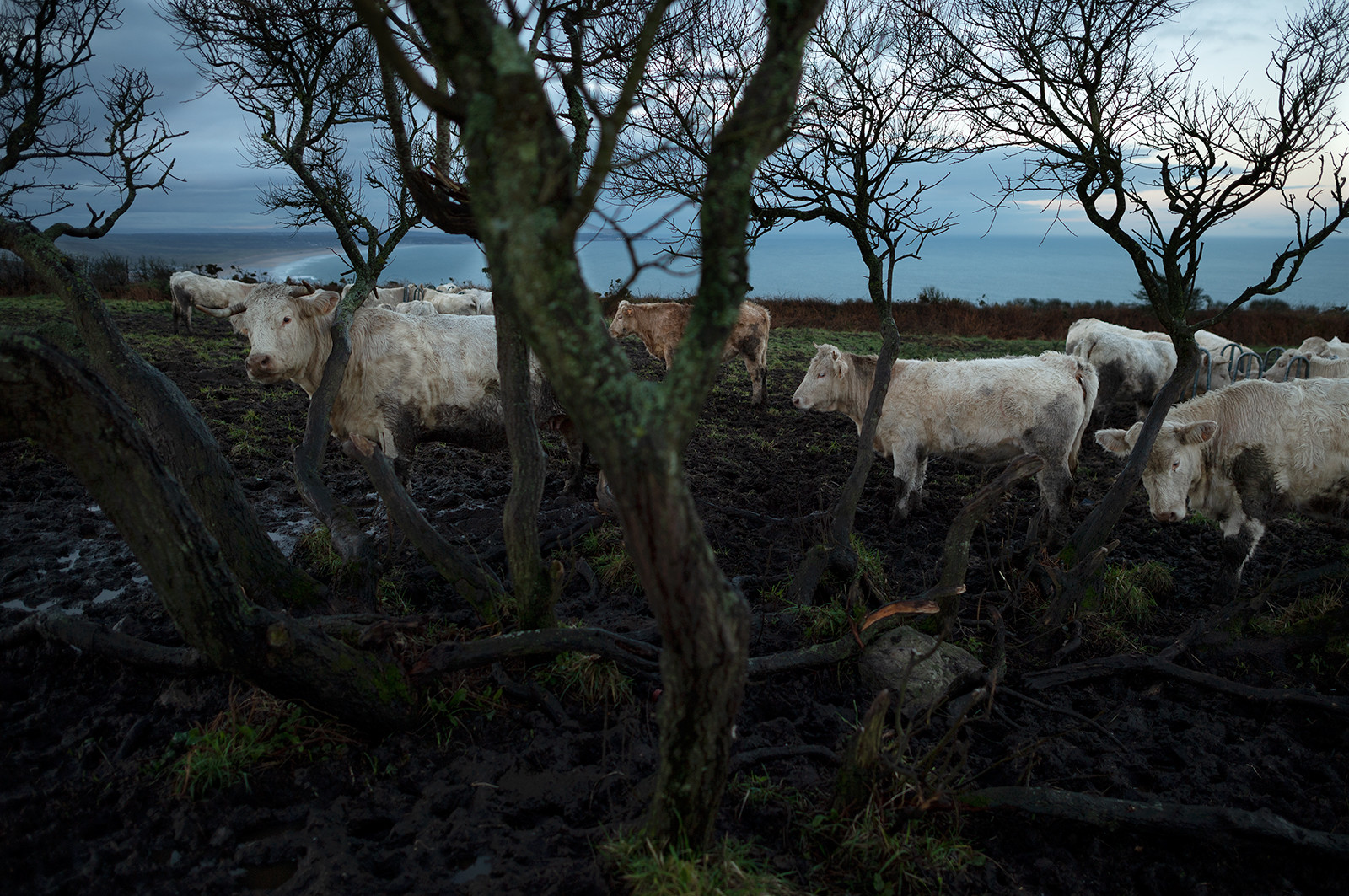 La Presqu'île du Cotentin
