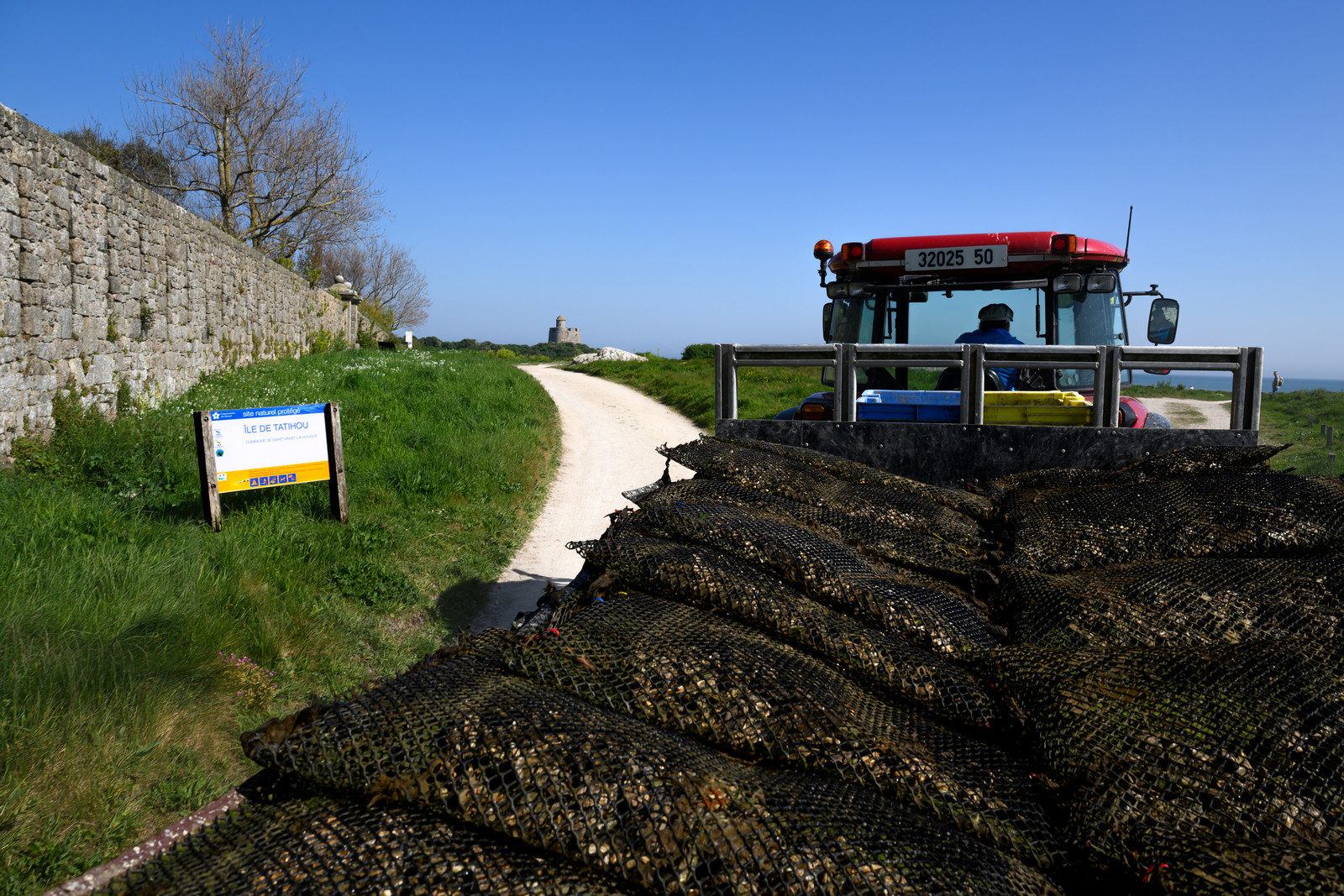 Les huîtres de Saint-Vaast-la-Hougue (Cotentin)