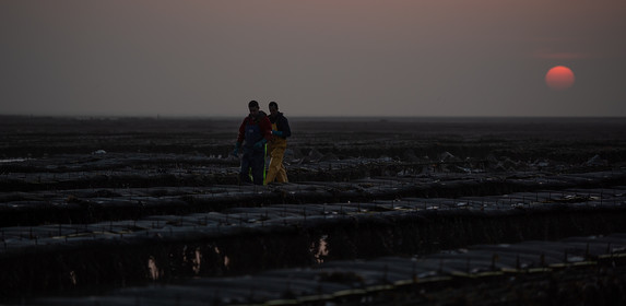 Les parcs à huîtres de Saint-Vaast-la-Hougue (Cotentin)