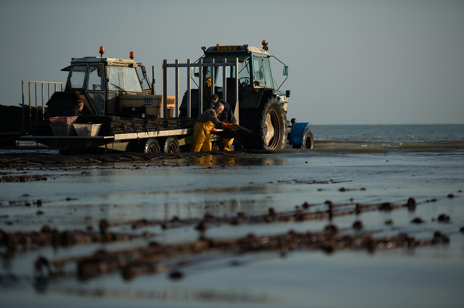 Les parcs à huîtres de Saint-Vaast-la-Hougue (Cotentin)