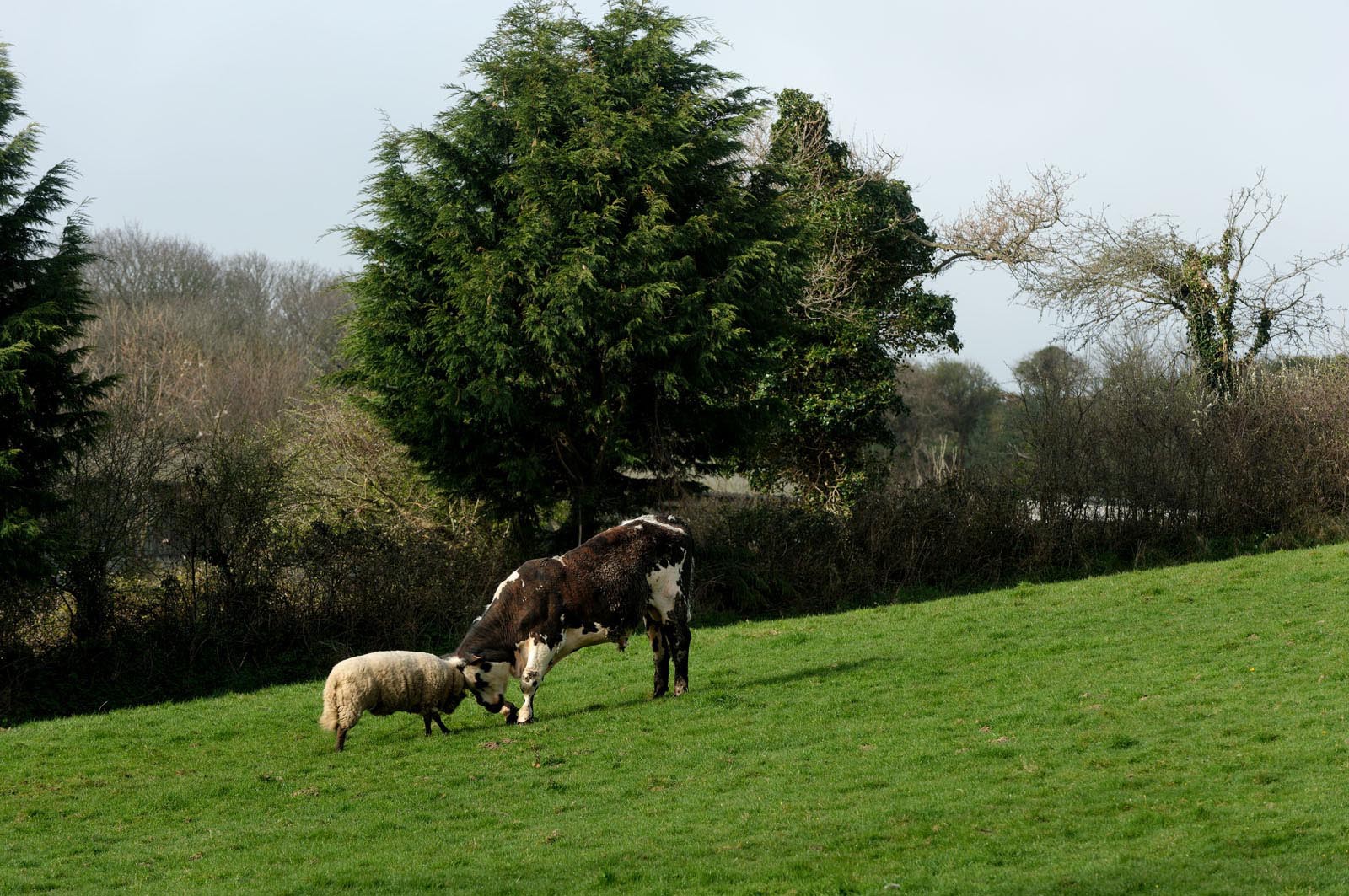 La Hague (Cotentin)