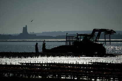Les parcs à huîtres de Saint-Vaast-la-Hougue (Cotentin)