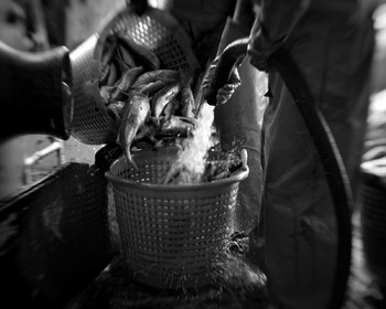 Marin pêcheur.. Deux mots qui suscitent tant de sentiments divers chez les gens de terre... Respect, admiration pour cette liberté, ce courage, mais aussi souvent peur et angoisse. Sont-ils fous ou désepérés pour risquer ainsi leurs vies quotidiennement ? Non, justes passionnés par leur métier, la mer est leur grande histoire d'amour.Le salaire de la peur des forcats de la mer, le journaliste avait raison.Ces photographies réalisées au cours de plusieurs marées à bord du Yannick, chalutier cherbourgeois, vous décrivent l'histoire d'un navire, d'un équipage, d'une famille. Vous embarquez à leurs côtés et découvrez leurs conditions de travail, la tempête, la fatigue, et, au détour d'une image, un sourire.Sophie LeroyDirectice de l'Armement Cherbourgeois