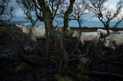 La Presqu'île du Cotentin