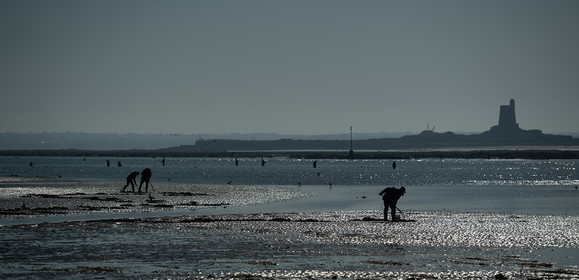 Les parcs à huîtres de Saint-Vaast-la-Hougue (Cotentin)