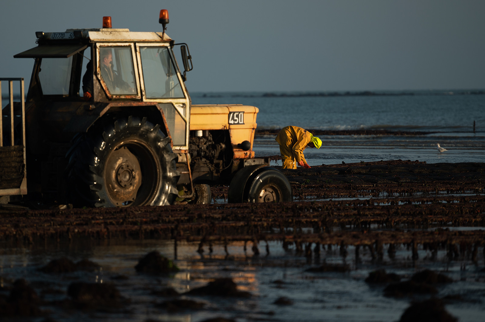 Les parcs à huîtres de Saint-Vaast-la-Hougue (Cotentin)