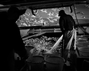 Marin pêcheur.. Deux mots qui suscitent tant de sentiments divers chez les gens de terre... Respect, admiration pour cette liberté, ce courage, mais aussi souvent peur et angoisse. Sont-ils fous ou désepérés pour risquer ainsi leurs vies quotidiennement ? Non, justes passionnés par leur métier, la mer est leur grande histoire d'amour.Le salaire de la peur des forcats de la mer, le journaliste avait raison.Ces photographies réalisées au cours de plusieurs marées à bord du Yannick, chalutier cherbourgeois, vous décrivent l'histoire d'un navire, d'un équipage, d'une famille. Vous embarquez à leurs côtés et découvrez leurs conditions de travail, la tempête, la fatigue, et, au détour d'une image, un sourire.Sophie LeroyDirectice de l'Armement Cherbourgeois