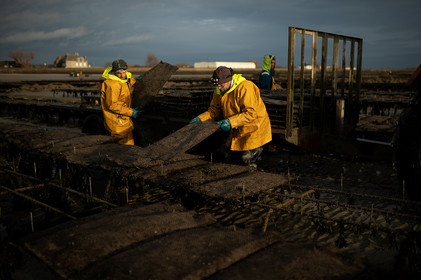 Les parcs à huîtres de Saint-Vaast-la-Hougue (Cotentin)