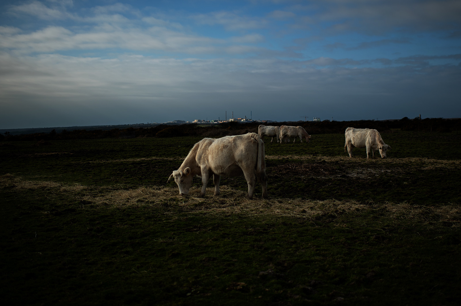 La Presqu'île du Cotentin