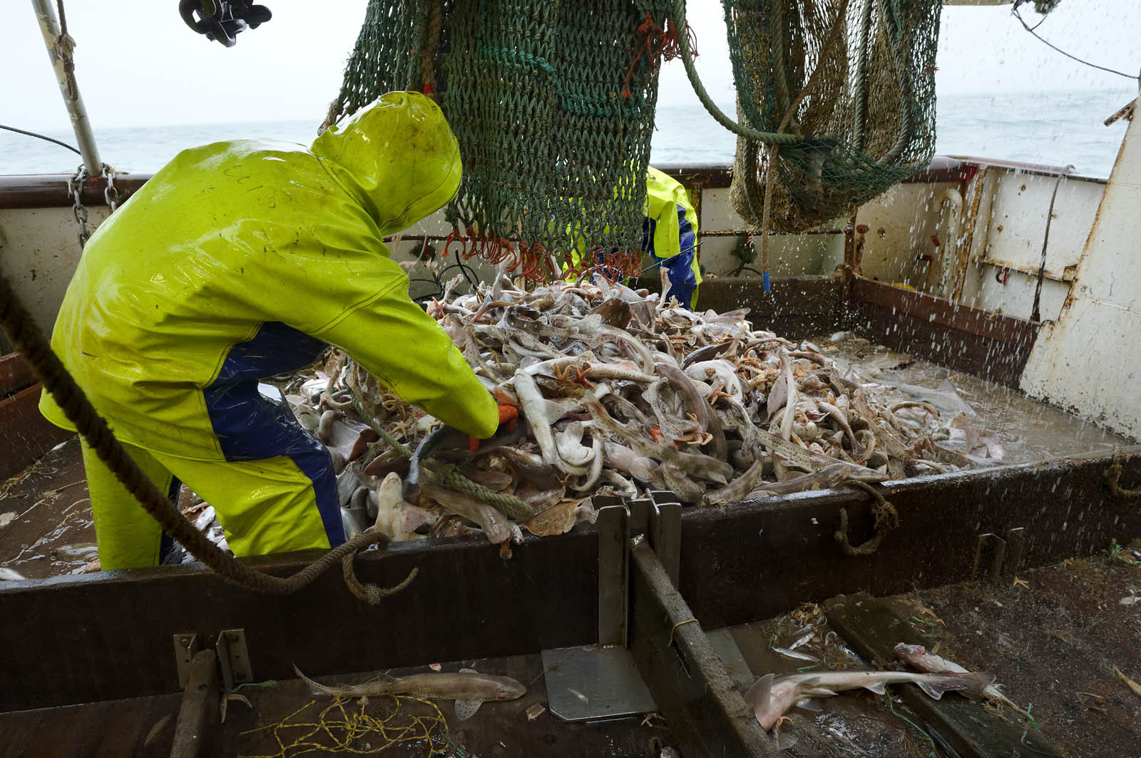 Ce reportage a été réalisé en janvier 2014 à bord du chalutier Marie-Catherine, appartenant à la SARL Armement Cherbourgeois créé en 1999 par Sophie et David LEROY. Cette marée de 7 jours fût assez mouvementée d'une part par la météo très capricieuse, mais également par la difficulté de réaliser les prises de vues. Une sélection de 20 photographies a été présentée lors de la 4ème édition du Festival photo L'Homme et la Mer au Guilvinec (Bretagne) en 2014, ainsi qu'au Musée de Tatihou 'Avis de grand frais (Manche) http:  www.armement-cherbourgeois.fr 