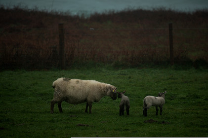 La Presqu'île du Cotentin