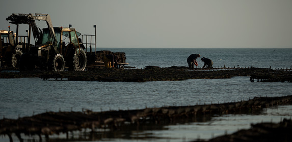 Les parcs à huîtres de Saint-Vaast-la-Hougue (Cotentin)