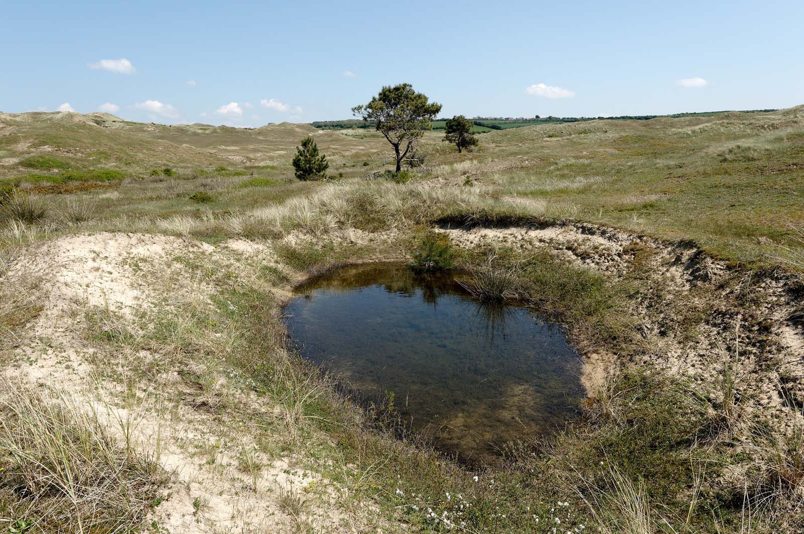 Les dunes de Biville couvrent plus de 700 hectares du littoral de la Hague (Manche), entre le cap de Flamanville et les falaises d’Herqueville. Elles constituent un massif naturel exceptionnel, tant par la qualité de ses paysages que sa richesse botanique.