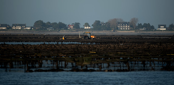 Les parcs à huîtres de Saint-Vaast-la-Hougue (Cotentin)