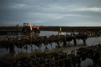 Les parcs à huîtres de Saint-Vaast-la-Hougue (Cotentin)
