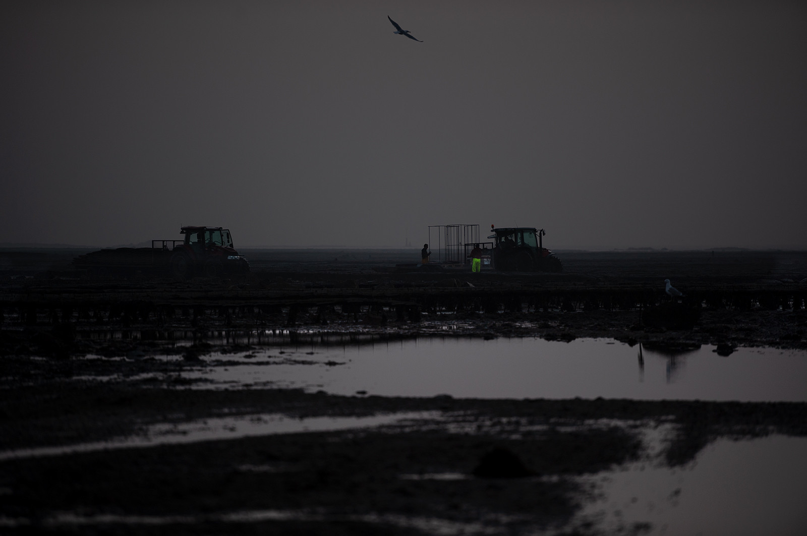 Les parcs à huîtres de Saint-Vaast-la-Hougue (Cotentin)