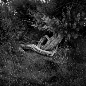 Cette exposition fût présentée lors du mois de la photographie à Equeurdreville (Cotentin) en 2014.Comme un tailleur de pierre, la nature a façonné un monde imaginaire, transformant le paysage en une oeuvre d’art équilibrée et contrôlée. Je n’ai photographié que ceux qui me parlaient, comme des apparitions fantasmagoriques, un clin d’oeil, un frisson, un sourire complice. Libre à vous de découvrir ces formes secrètes, ces visages sculptés par les éléments aux traits parfois révélateurs.
