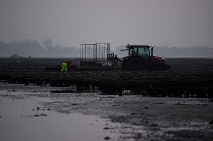 Les parcs à huîtres de Saint-Vaast-la-Hougue (Cotentin)