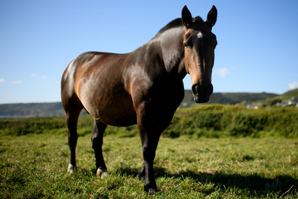 Reportage Des Racines et Des Ailes (mai 2023)