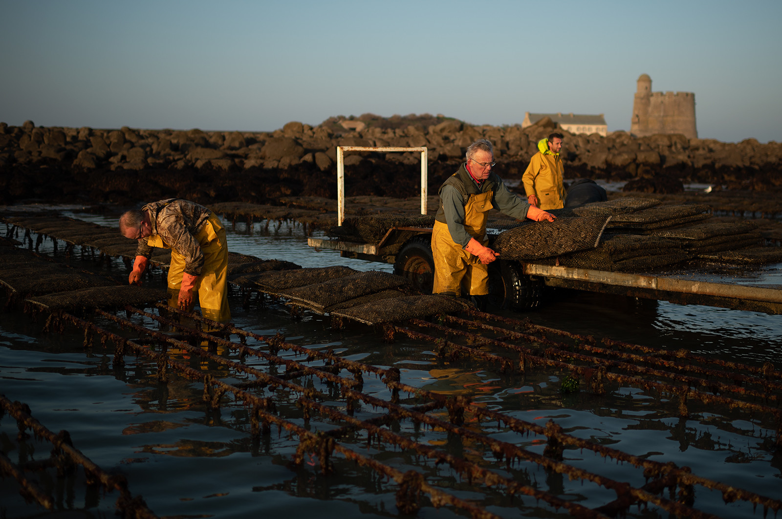 Les parcs à huîtres de Saint-Vaast-la-Hougue (Cotentin)