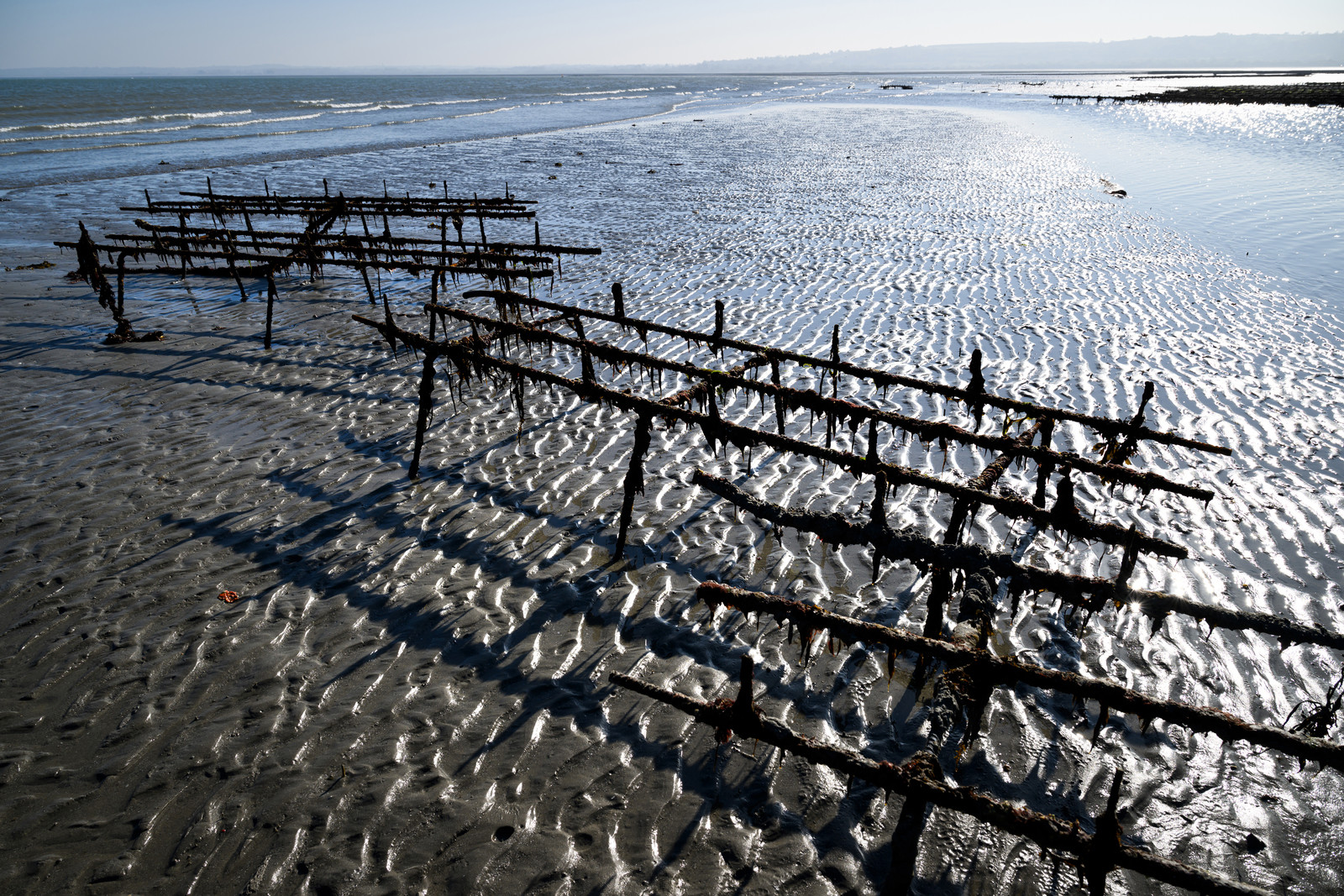 Les huîtres de Saint-Vaast-la-Hougue (Cotentin)
