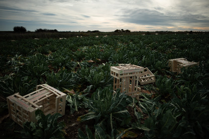 La Presqu'île du Cotentin