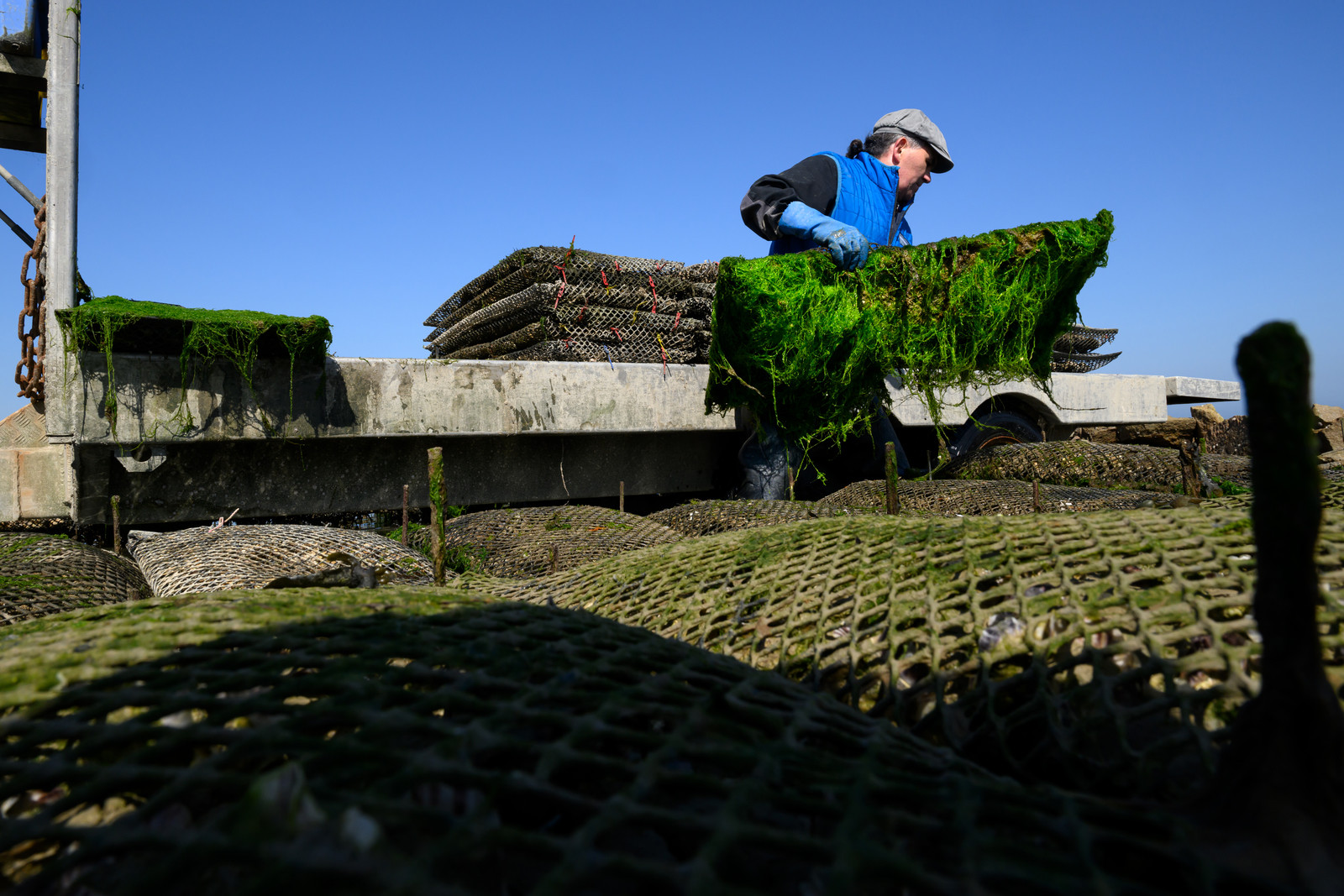 Les huîtres de Saint-Vaast-la-Hougue (Cotentin)