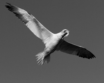 Marin pêcheur.. Deux mots qui suscitent tant de sentiments divers chez les gens de terre... Respect, admiration pour cette liberté, ce courage, mais aussi souvent peur et angoisse. Sont-ils fous ou désepérés pour risquer ainsi leurs vies quotidiennement ? Non, justes passionnés par leur métier, la mer est leur grande histoire d'amour.Le salaire de la peur des forcats de la mer, le journaliste avait raison.Ces photographies réalisées au cours de plusieurs marées à bord du Yannick, chalutier cherbourgeois, vous décrivent l'histoire d'un navire, d'un équipage, d'une famille. Vous embarquez à leurs côtés et découvrez leurs conditions de travail, la tempête, la fatigue, et, au détour d'une image, un sourire.Sophie LeroyDirectice de l'Armement Cherbourgeois
