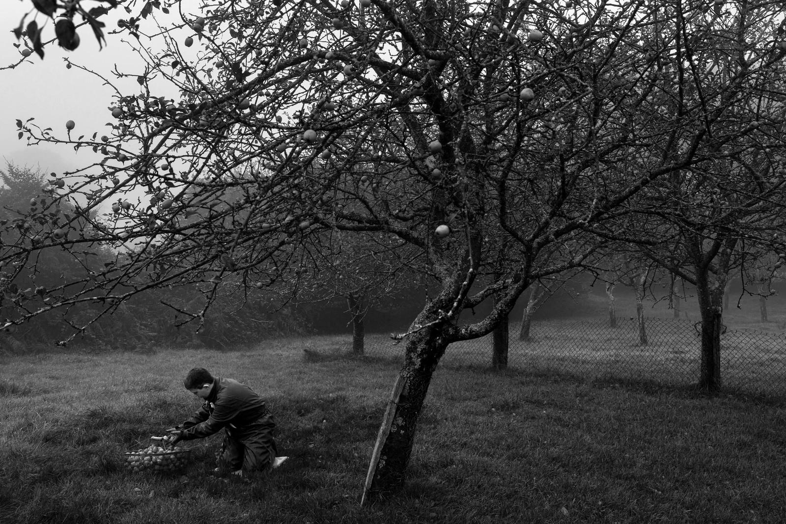 Les vergers du Clos Moulin
