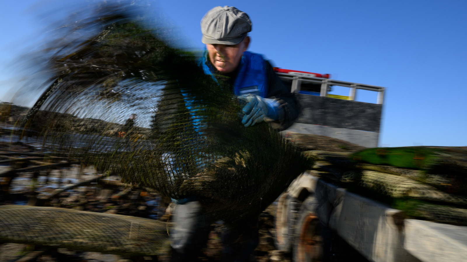 Les huîtres de Saint-Vaast-la-Hougue (Cotentin)