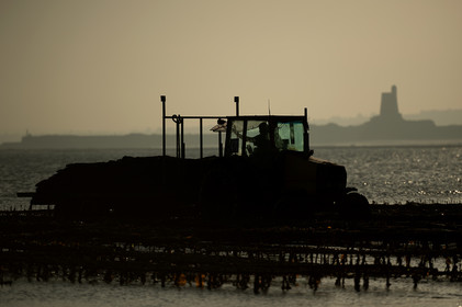 Les parcs à huîtres de Saint-Vaast-la-Hougue (Cotentin)